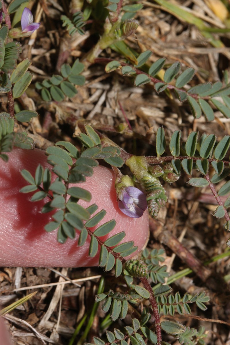Astragalus sprucei photo 3