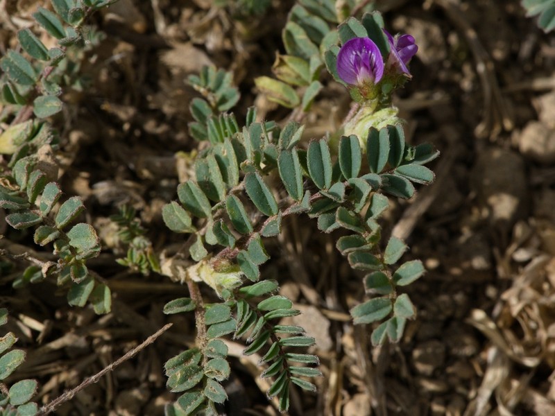 Astragalus sprucei photo 4