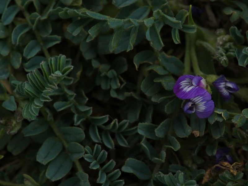 Astragalus sprucei photo 5