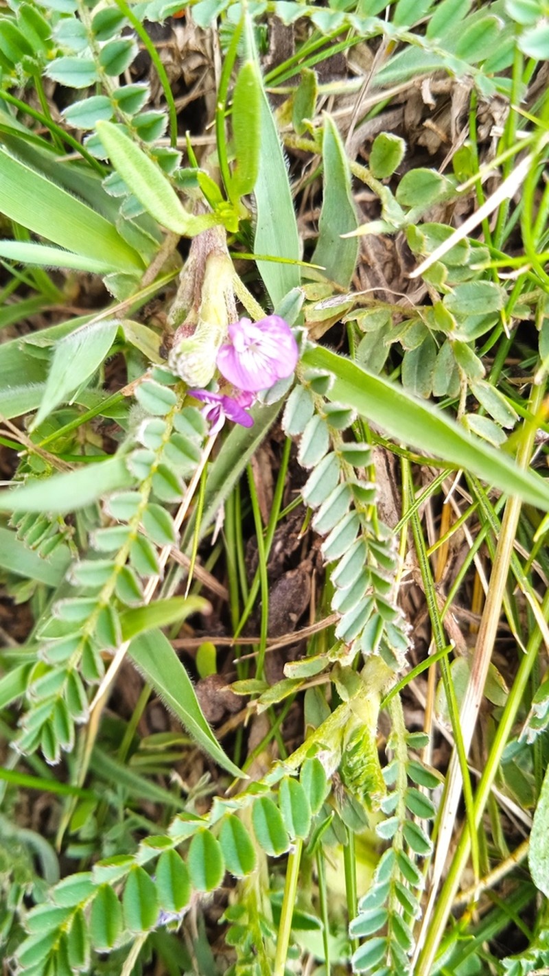 Astragalus sprucei photo 6