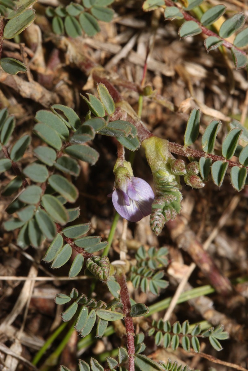 Astragalus sprucei photo 7