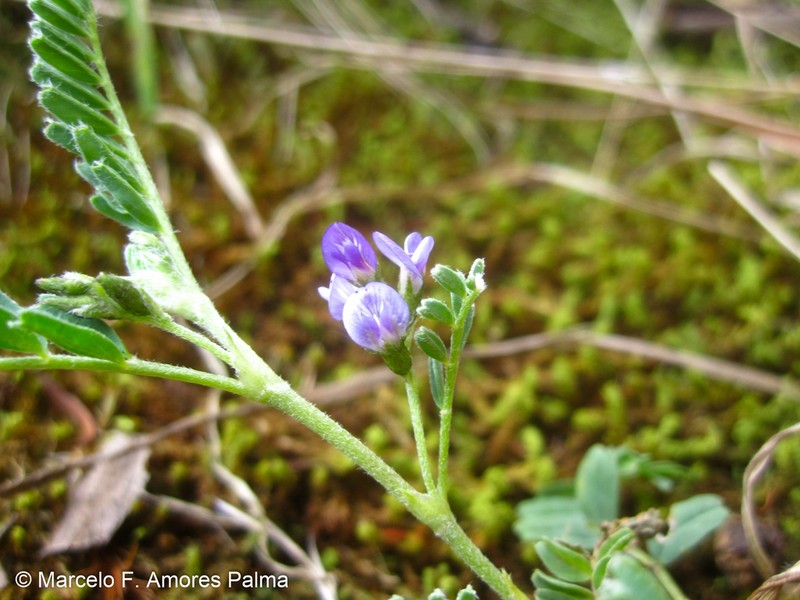 Astragalus sprucei photo 8
