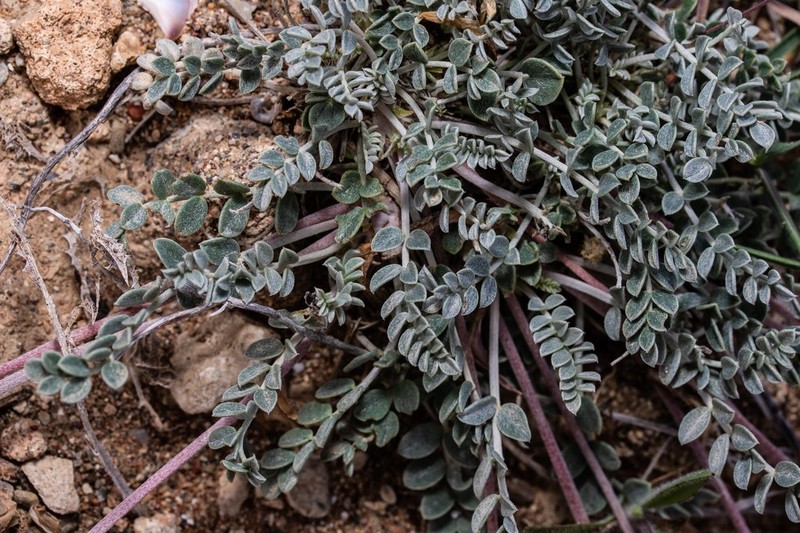 Astragalus spruneri