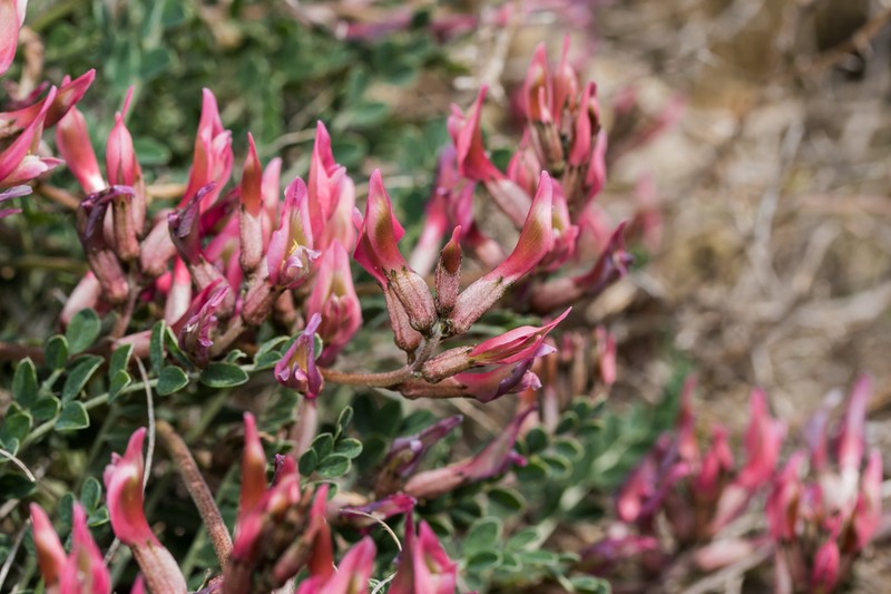Astragalus spruneri photo 2