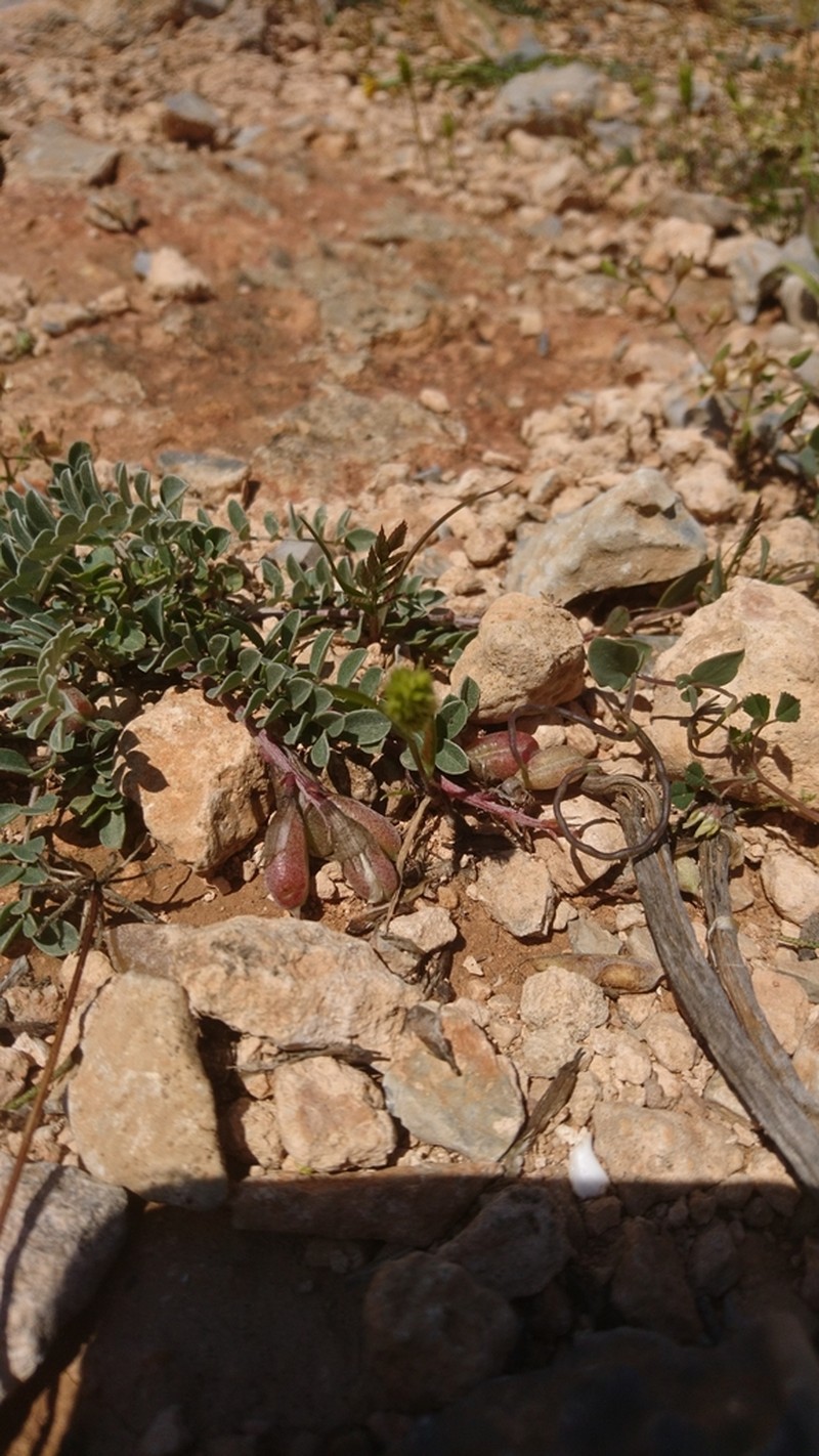 Astragalus spruneri photo 3
