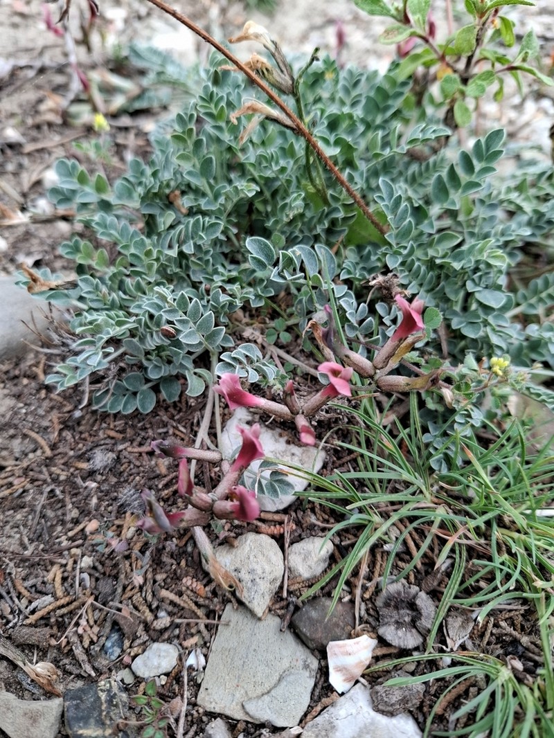 Astragalus spruneri photo 4