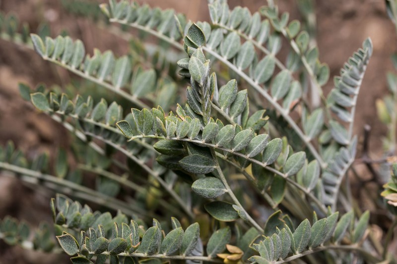 Astragalus spruneri photo 5