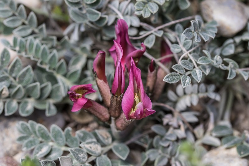 Astragalus spruneri photo 6