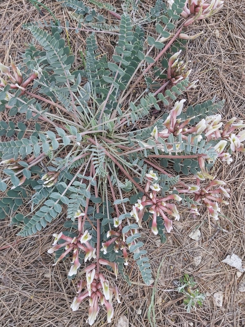 Astragalus spruneri photo 7