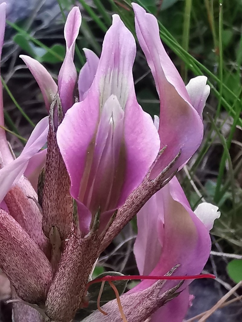Astragalus spruneri photo 8