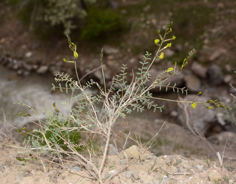 Astragalus spryginii