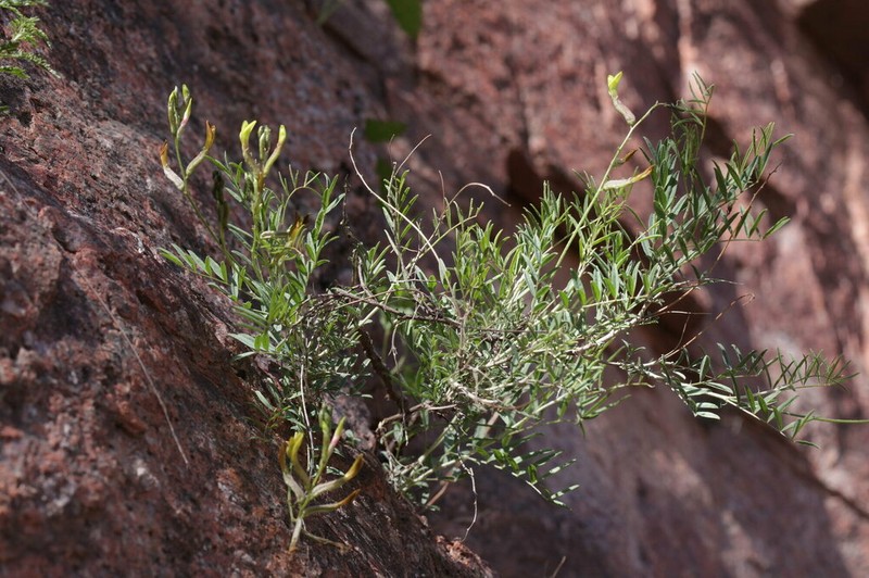Astragalus spryginii photo 2