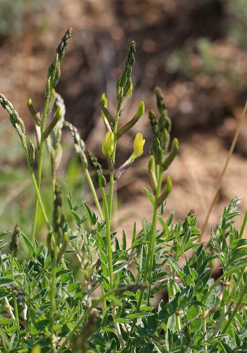 Astragalus spryginii photo 3