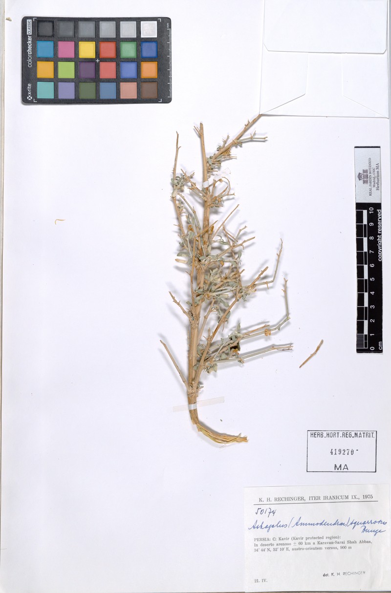 Astragalus squarrosus
