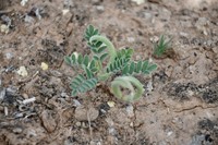 Astragalus stalinskyi