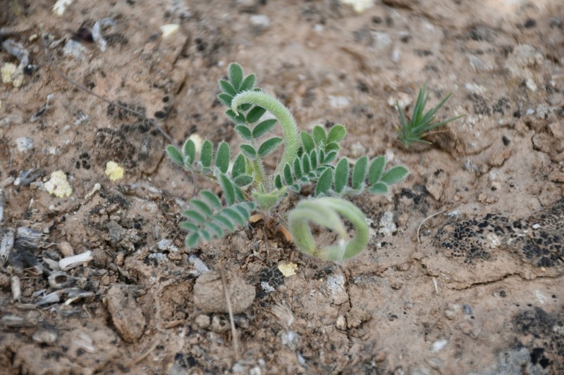 Astragalus stalinskyi