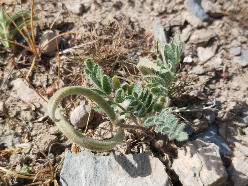 Astragalus stalinskyi photo 2