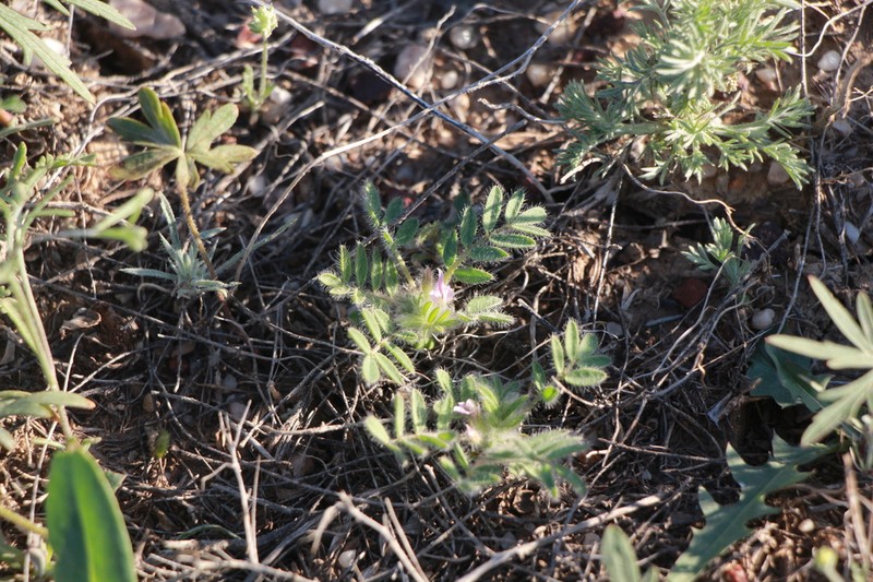 Astragalus stalinskyi photo 3