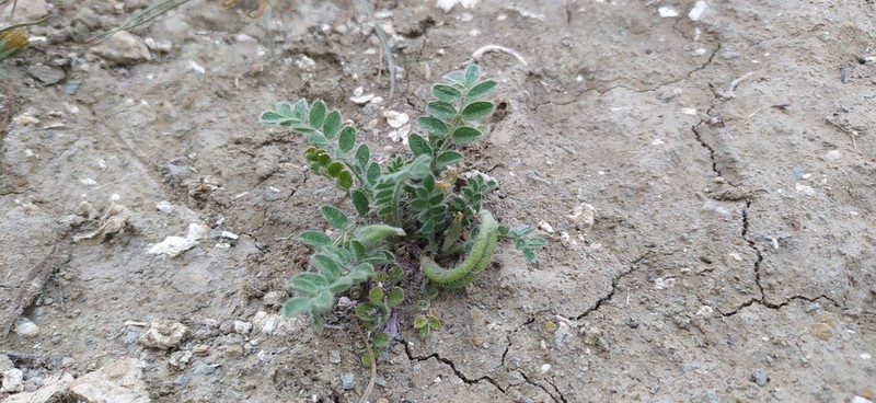 Astragalus stalinskyi photo 4