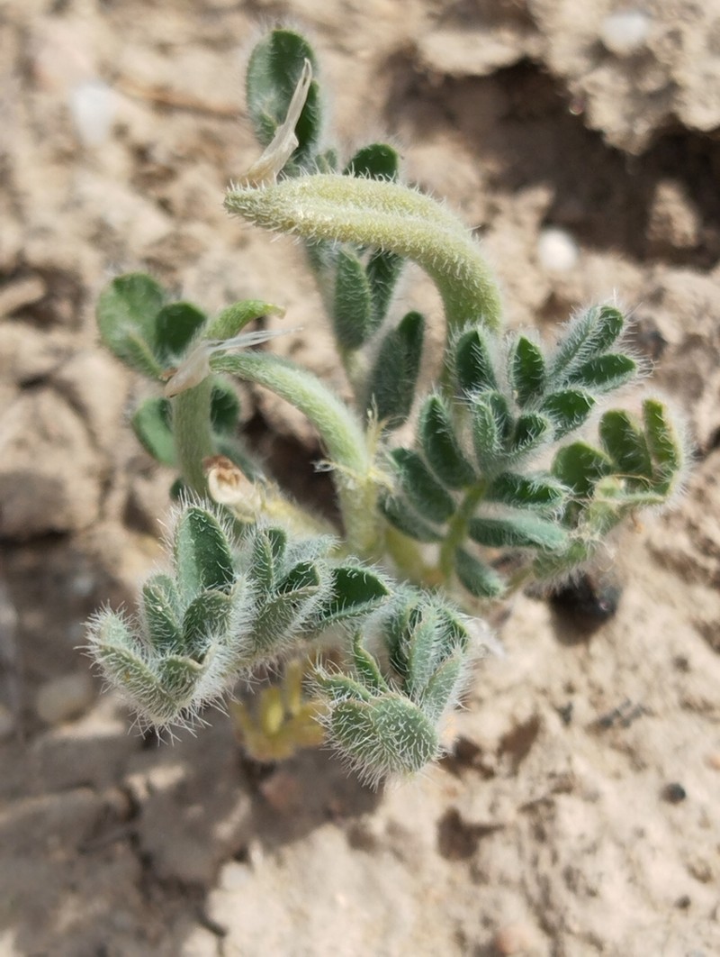 Astragalus stalinskyi photo 5