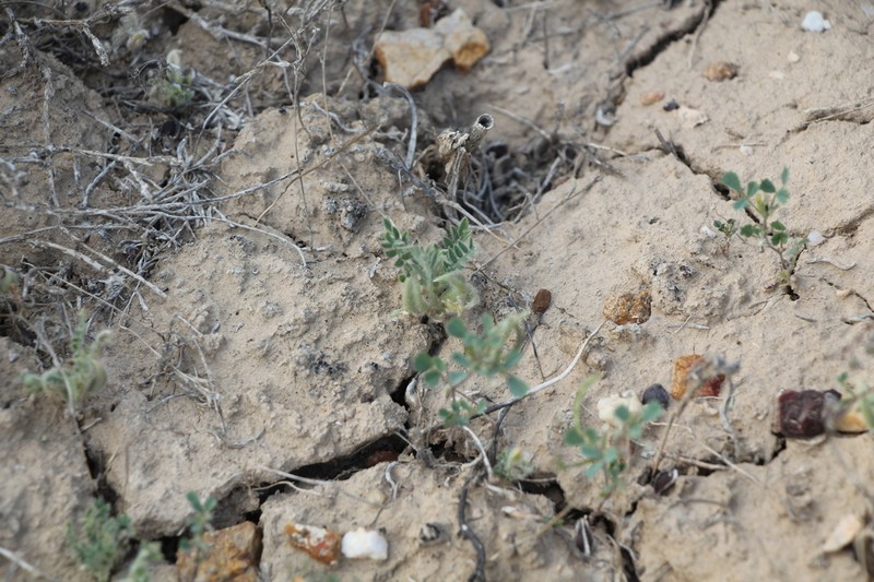 Astragalus stalinskyi photo 6