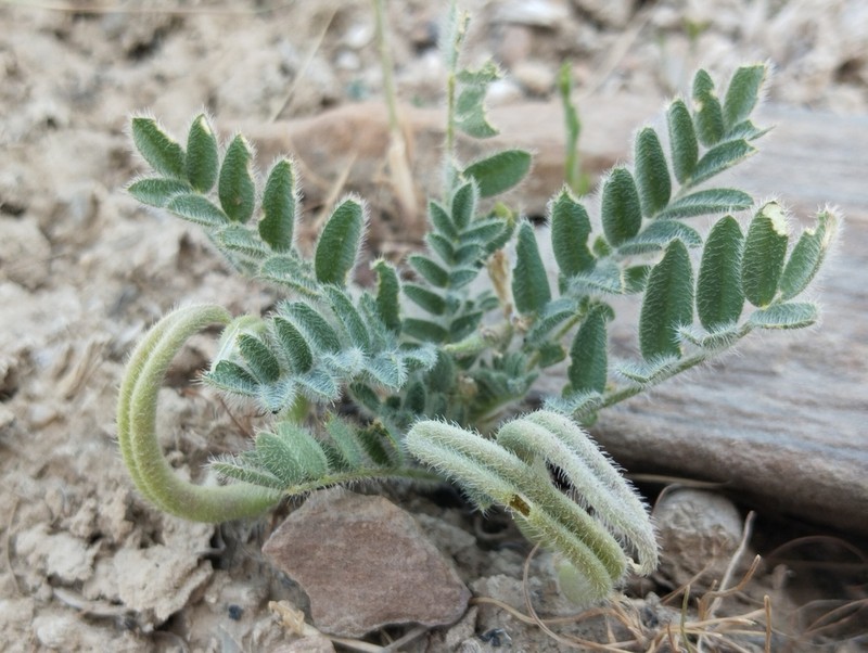 Astragalus stalinskyi photo 7