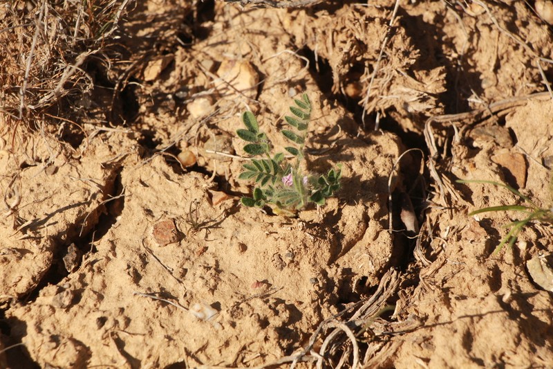 Astragalus stalinskyi photo 8