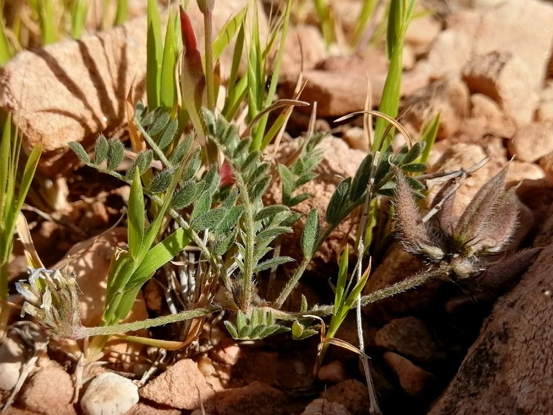 Astragalus stella