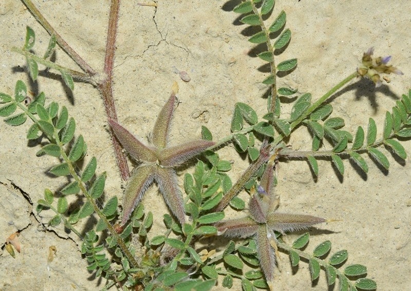 Astragalus stella photo 2