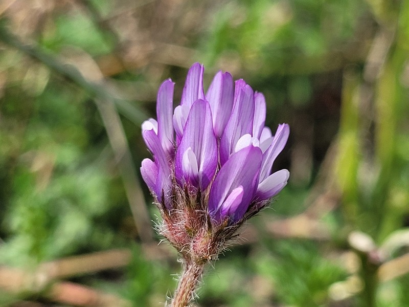 Astragalus stella photo 3
