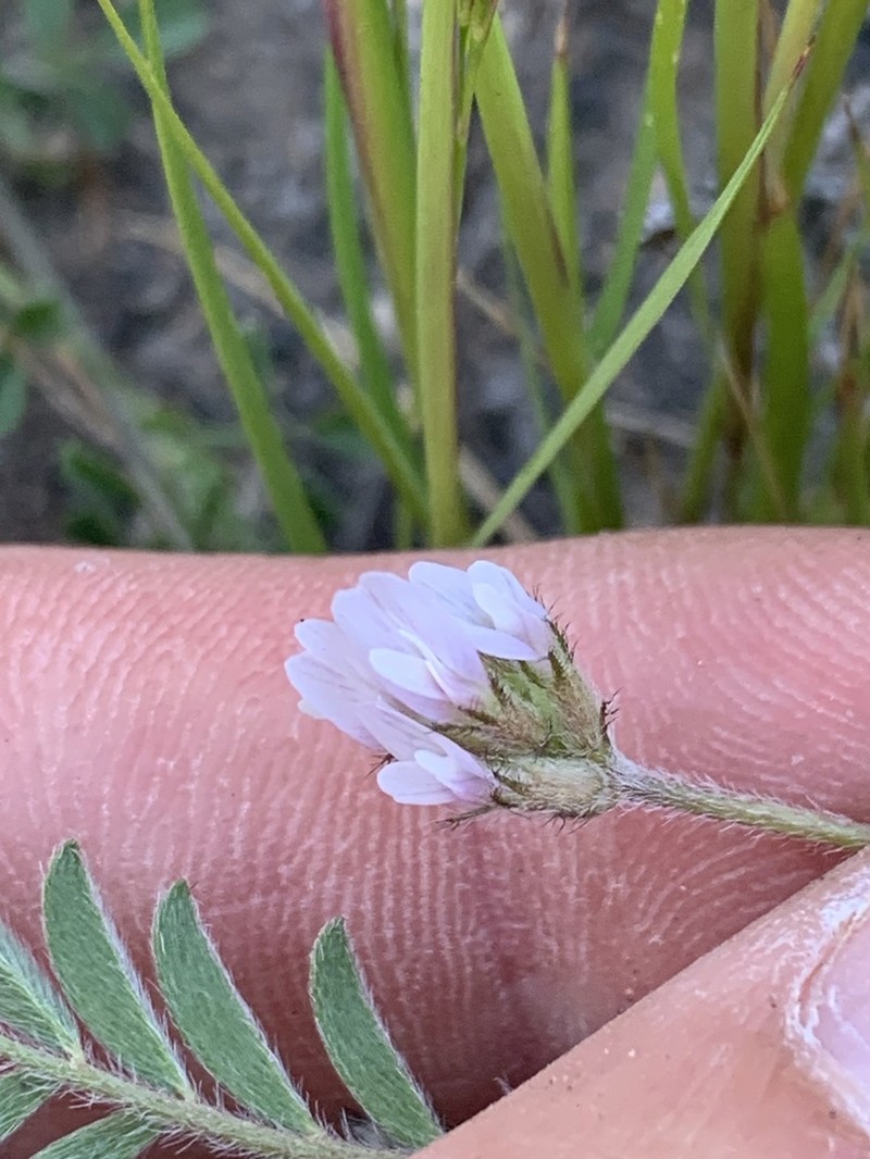 Astragalus stella photo 4