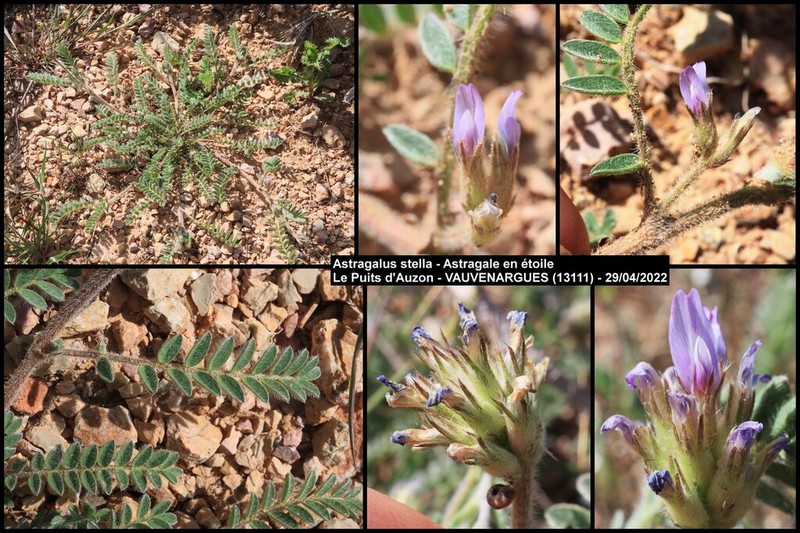 Astragalus stella photo 5
