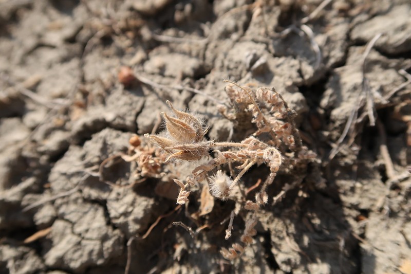 Astragalus stella photo 6