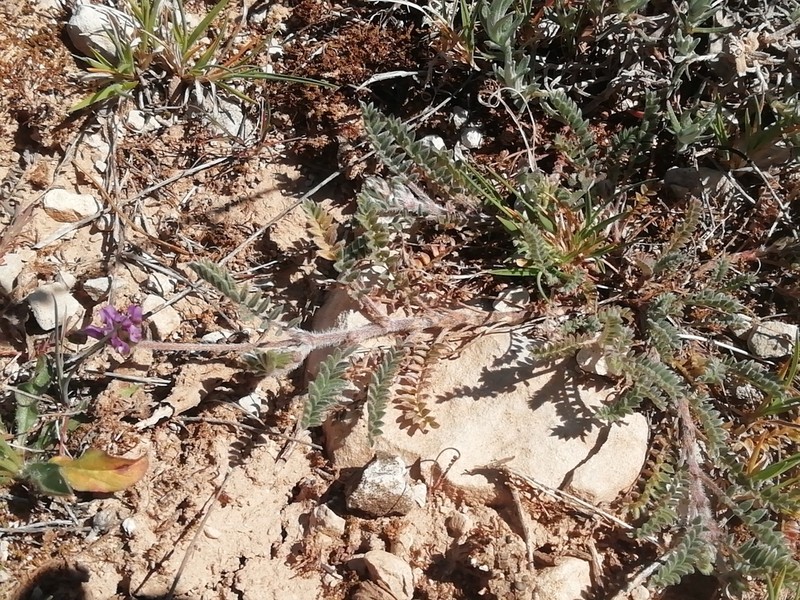 Astragalus stella photo 7