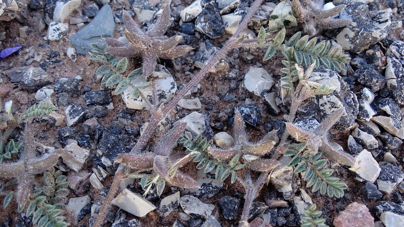 Astragalus stella photo 8