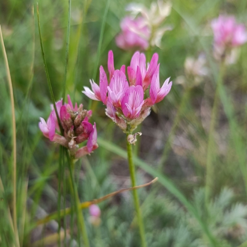 Astragalus stenanthus photo 2