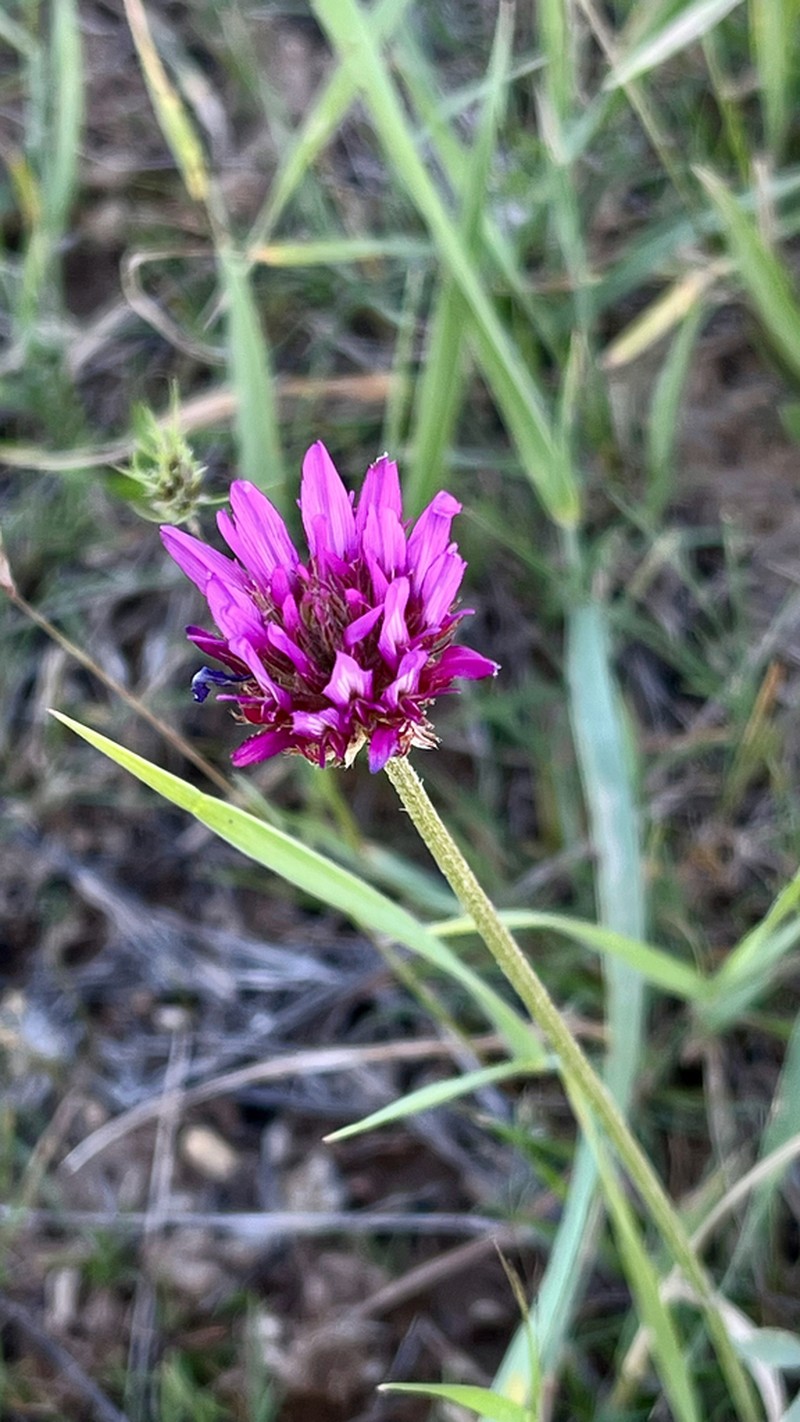 Astragalus stenanthus photo 3