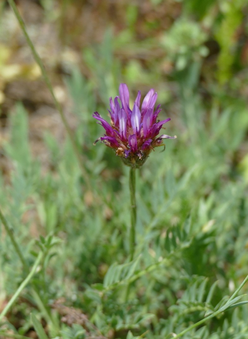 Astragalus stenanthus photo 4