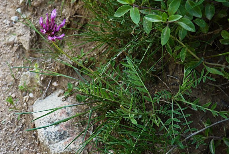 Astragalus stenanthus photo 5