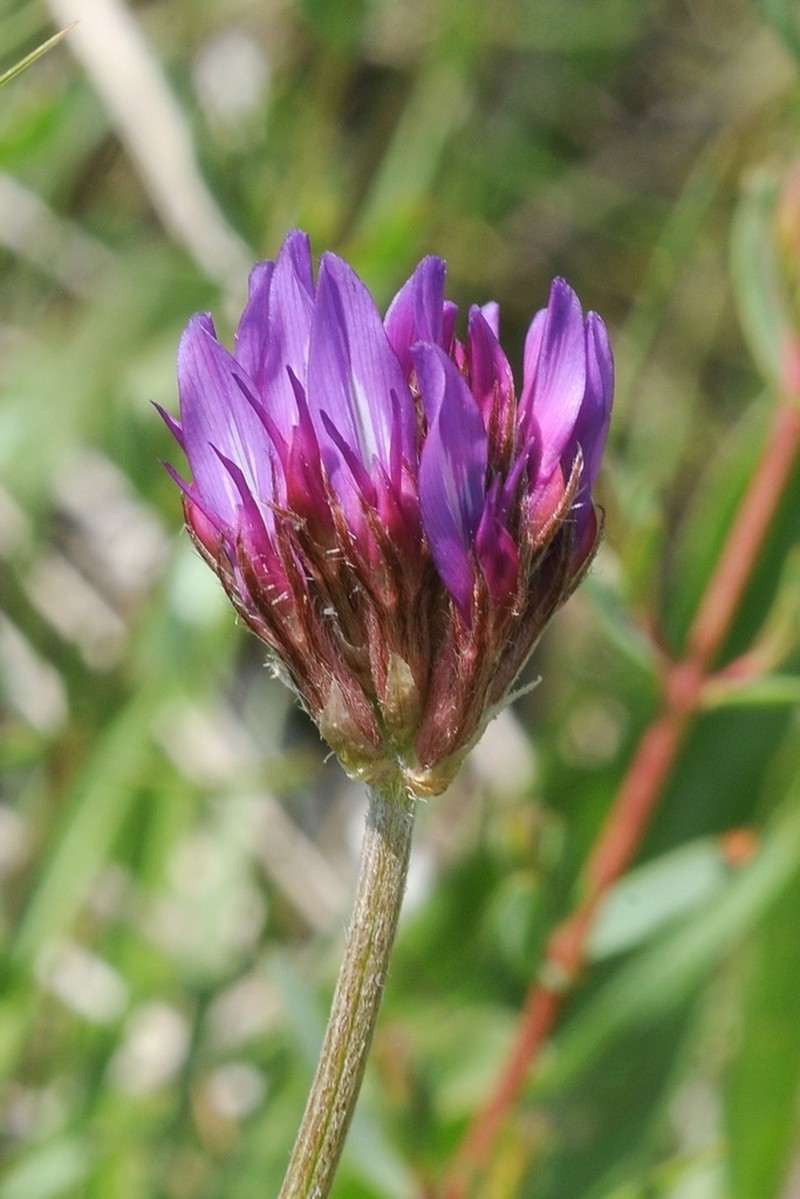 Astragalus stenanthus photo 6