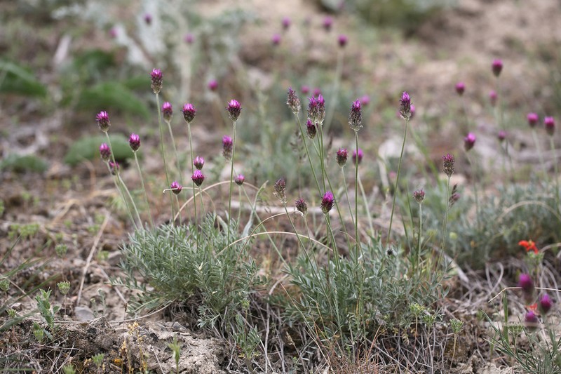 Astragalus stenanthus photo 7