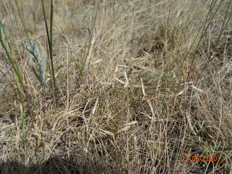 Astragalus stenoceras photo 2