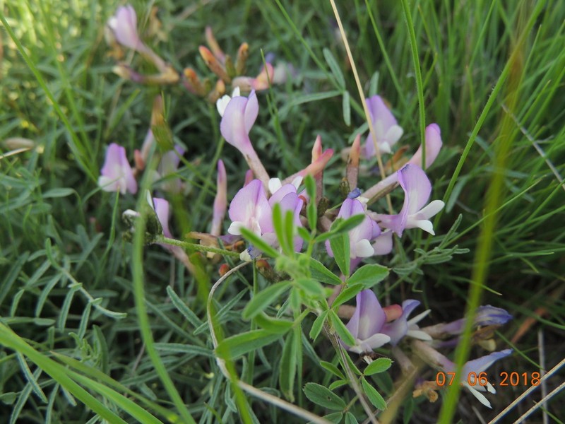 Astragalus stenoceras photo 3