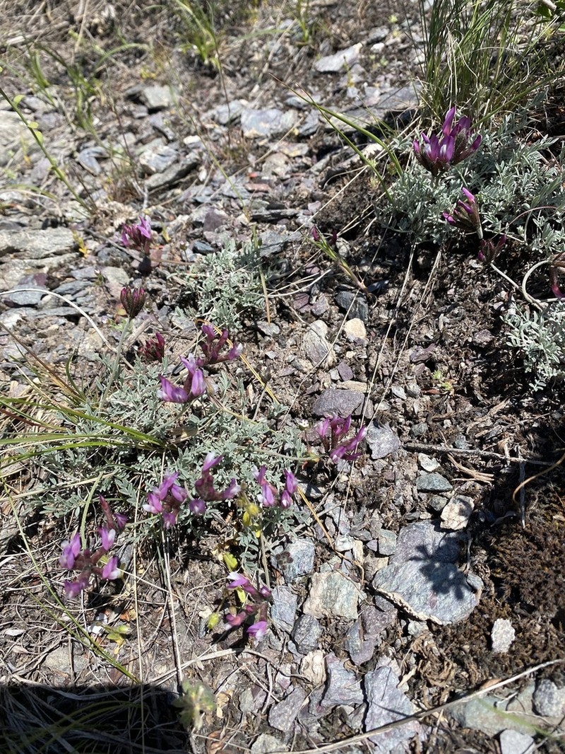 Astragalus stenoceras photo 4
