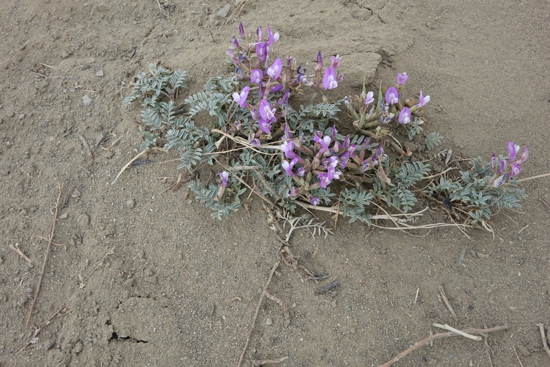 Astragalus stenoceras photo 5