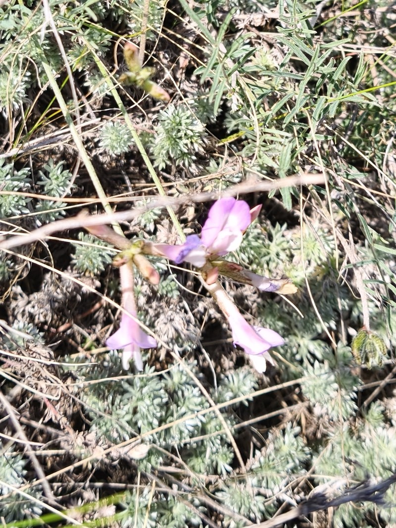 Astragalus stenoceras photo 6