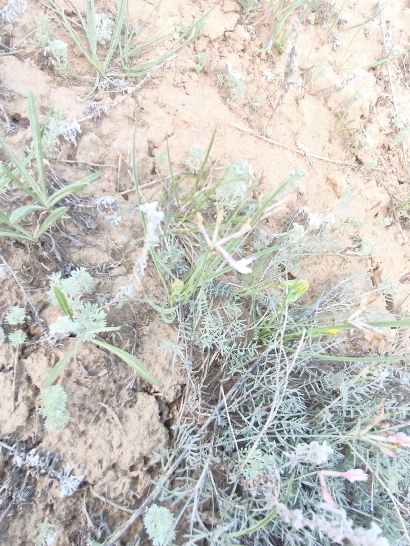 Astragalus stenoceras photo 7