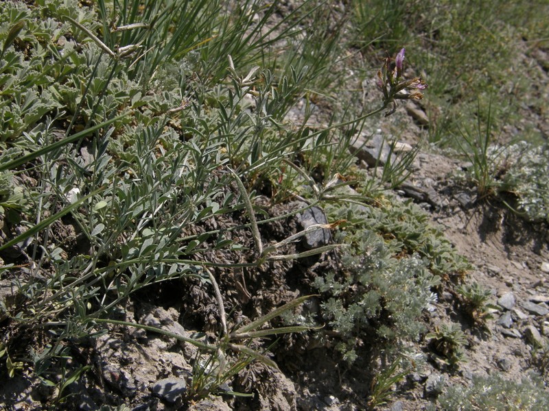 Astragalus stenoceras photo 8