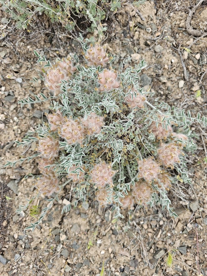 Astragalus stenocystis photo 2
