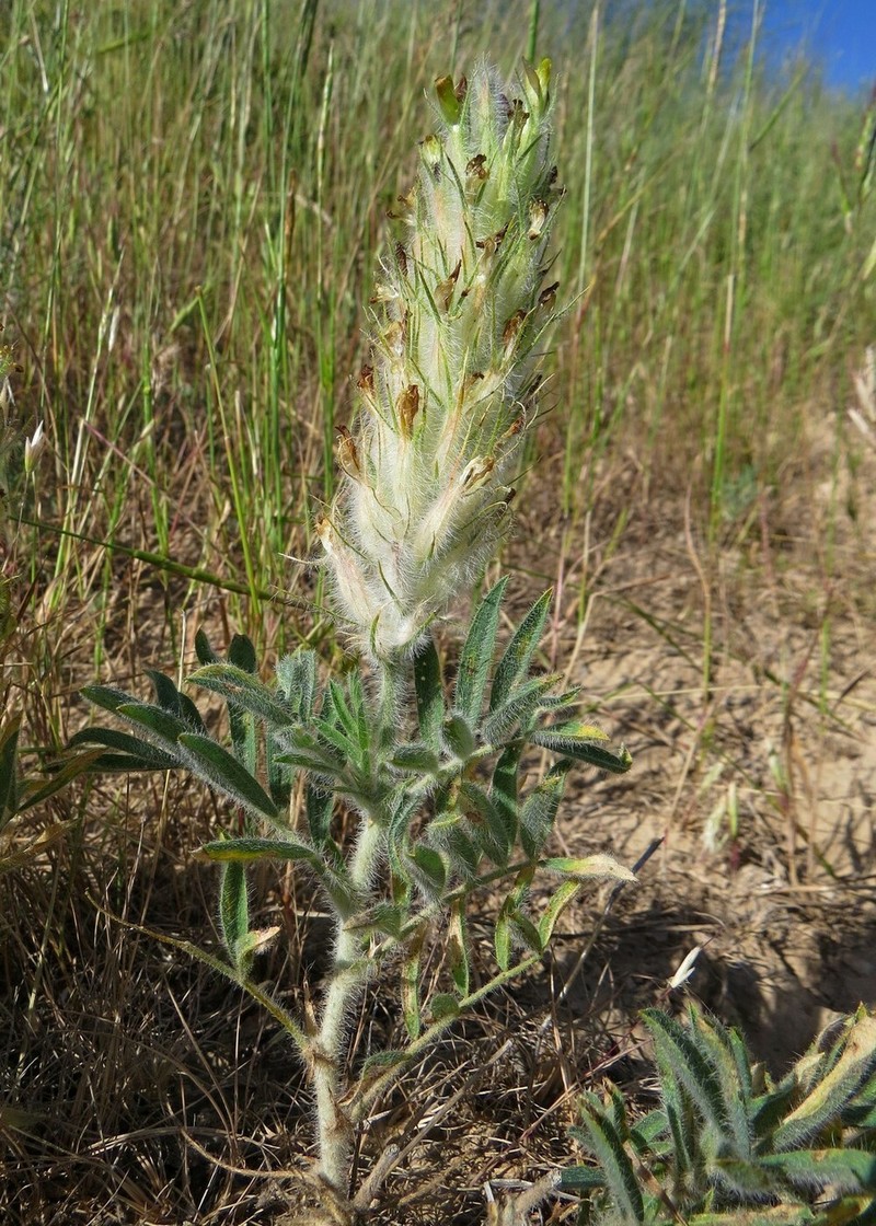 Astragalus stenocystis photo 4